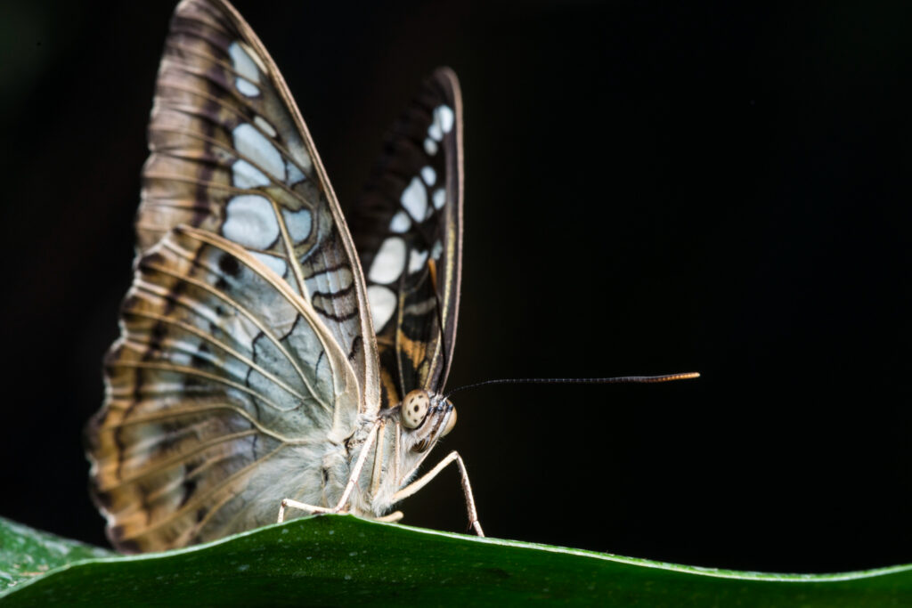 El efecto mariposa se relaciona con la teoría del caos