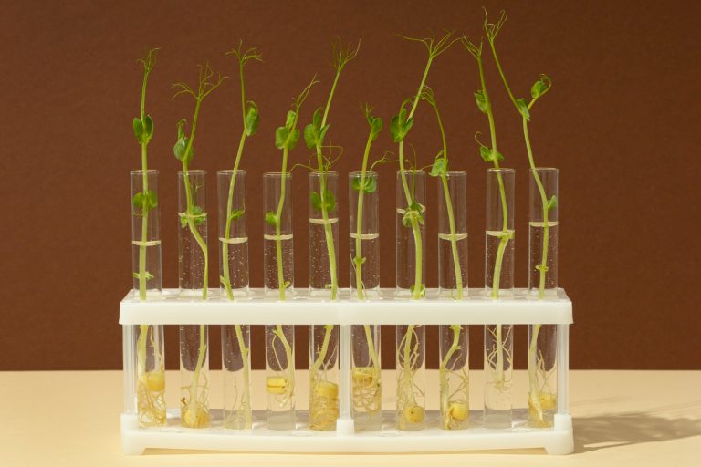 el Experimento de Mendel