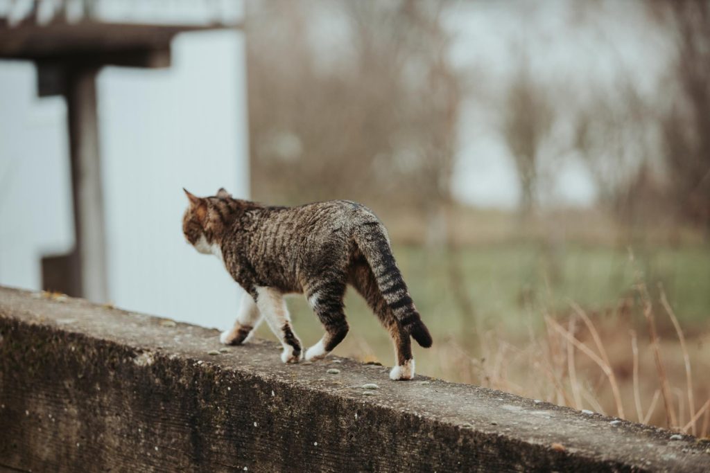 La paradoja del gato de Schrödinger