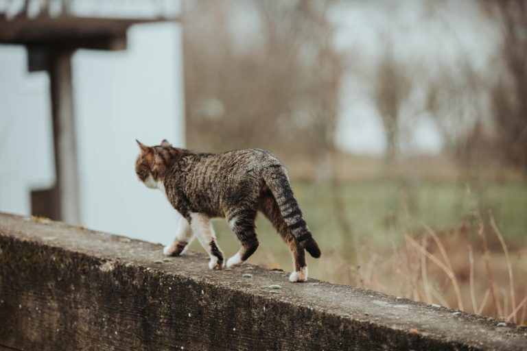 La paradoja del gato de Schrödinger